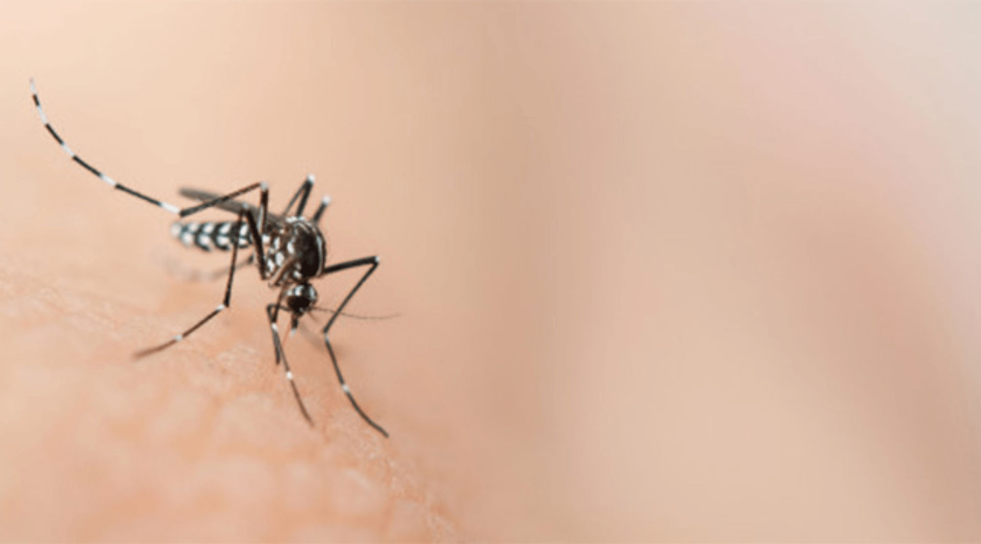 Rol de procedimentos da ANS: veja os exames de Zika Vírus que estão liberados